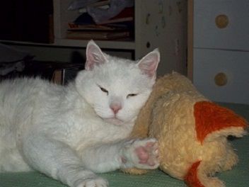 Oggi è la giornata nazionali dei gatti