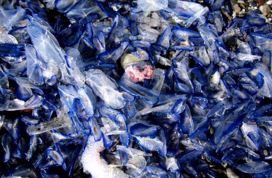 Strano fenomeno spiagge blu sulle coste calabresi: incontro con strani esseri marini