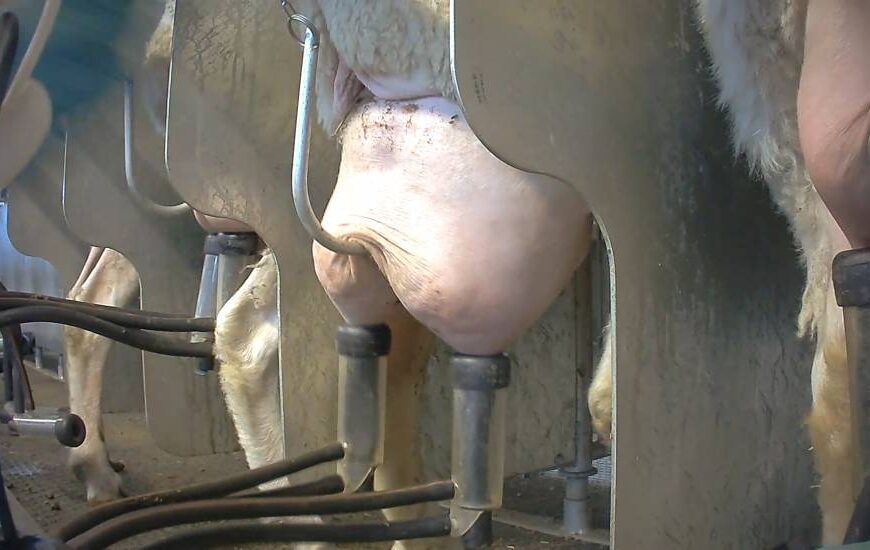 Maltrattamento di animali nell'allevamento più grande d'Italia - video