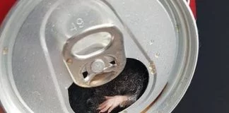 Topo morto trovato in una lattina di Coca-Cola