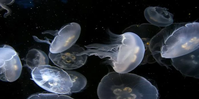 Cosa fare in caso di punture di medusa? Cause e rimedi