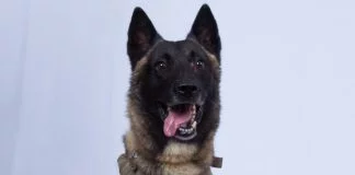 K-9 il cane eroe che ha stanato Al Baghdadi