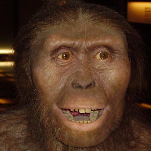 Australopithecus anamensis: ricostruito il volto dell'antenato di Lucy