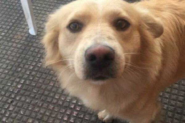 “Basta omertà”: Billy ucciso durante una festa di paese.