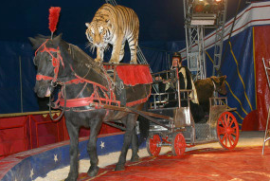 Circo Martin: Sequestrati tutti gli animali
