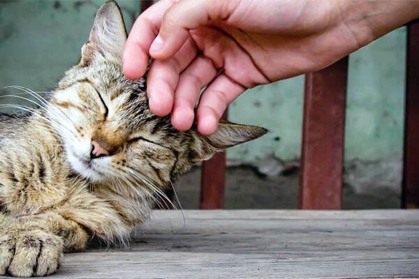 Lo sapevate? I gatti ci vedono come gatti