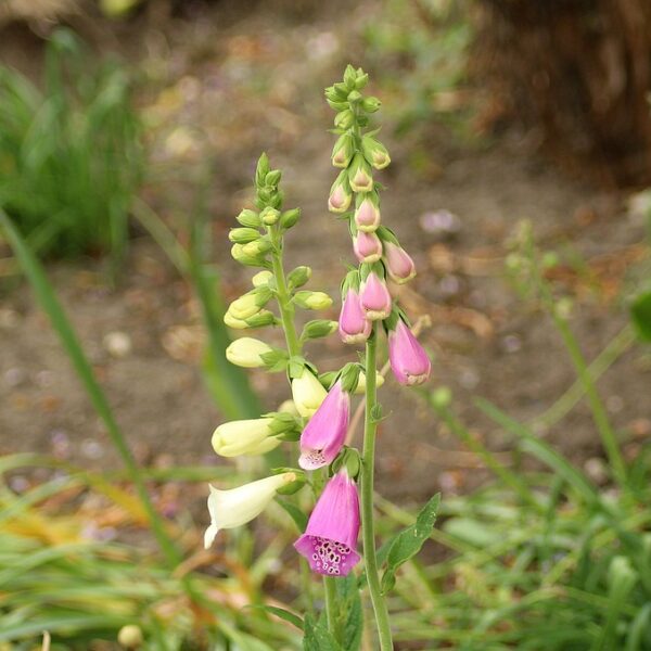 La digitale: cenni botanici