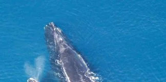 Balene: madre e figlio bisbigliano per evitare i predatori