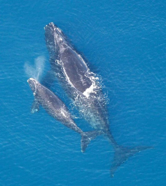 Balene: madre e figlio bisbigliano per evitare i predatori
