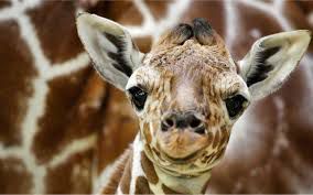 Marius … una giraffa che ”non serviva”!!!!