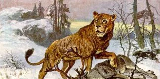 Boris e Sparta: i cuccioli di leone delle caverne conservati nel ghiaccio