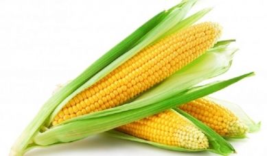 Mais: "pane di vita"