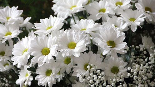 Petaloso: nuovo termine inventato dal piccolo Matteo