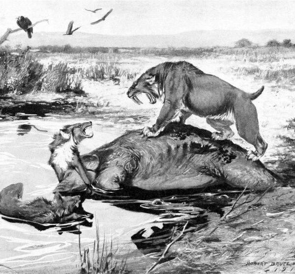 La dieta delle tigri dai denti a sciabola