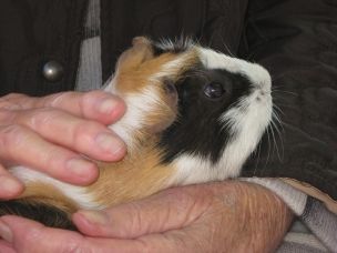 Roma: percorsi emozionali ed empatici nella relazione con gli animali