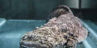 La più grande salamandra del mondo rischia l'estinzione