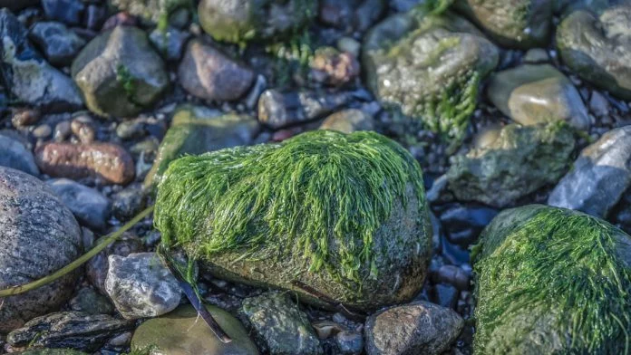 Alga tossica in Puglia