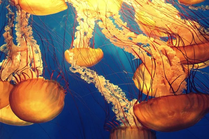 Le meduse potrebbero pulire il mare dalla plastica