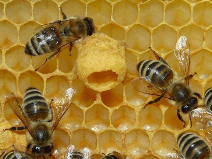 Donna assalita da sciame di api assassine