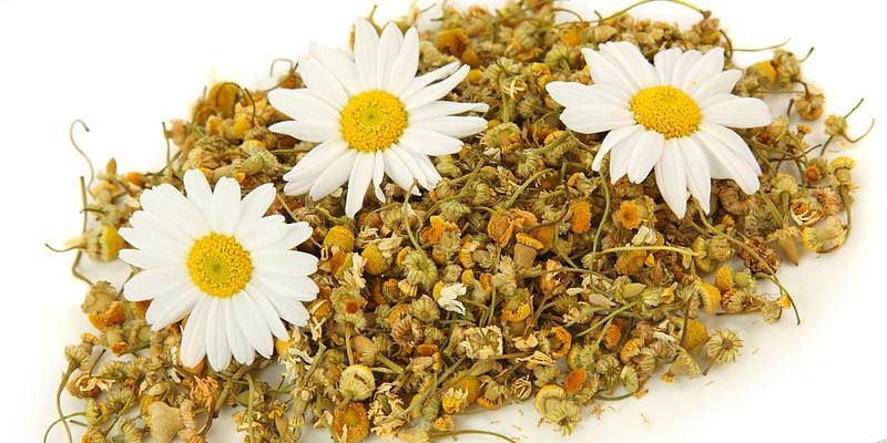 Camomilla: proprietà e benefici