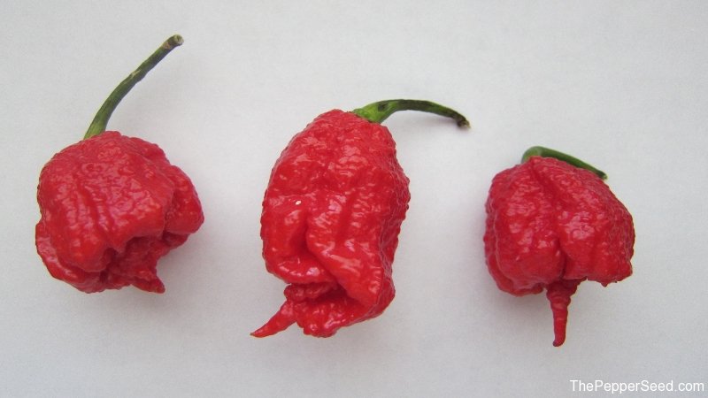 Carolina Reaper