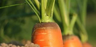 Mangiare carote fa ingrassare? Ecco la risposta della medicina