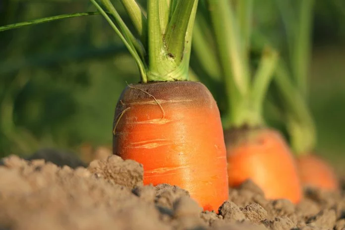 Mangiare carote fa ingrassare? Ecco la risposta della medicina