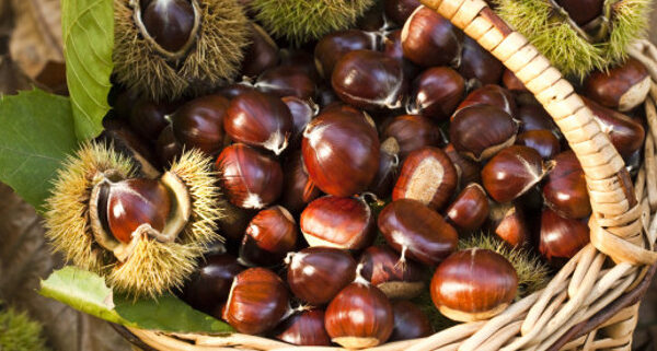 Castagne: calorie
