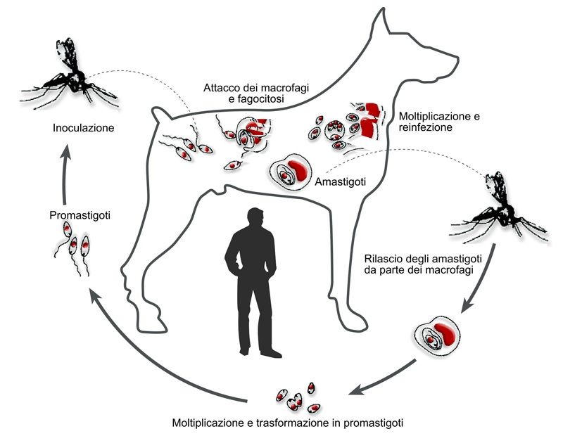 La Leishmaniosi: una malattia insidiosa per il cane