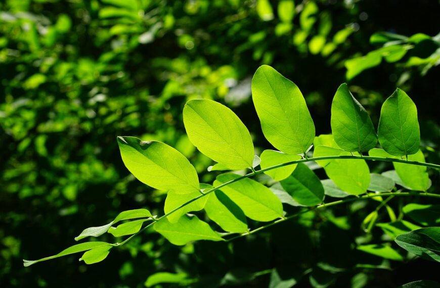 Clorofilla: un vero rigeneratore!