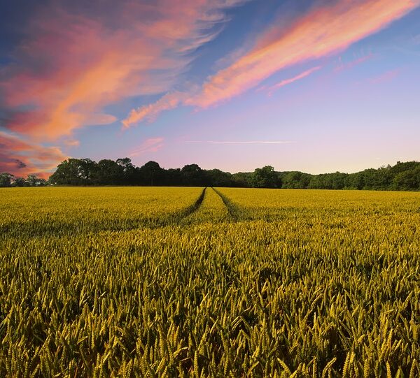 Il culto di Kore in Sicilia