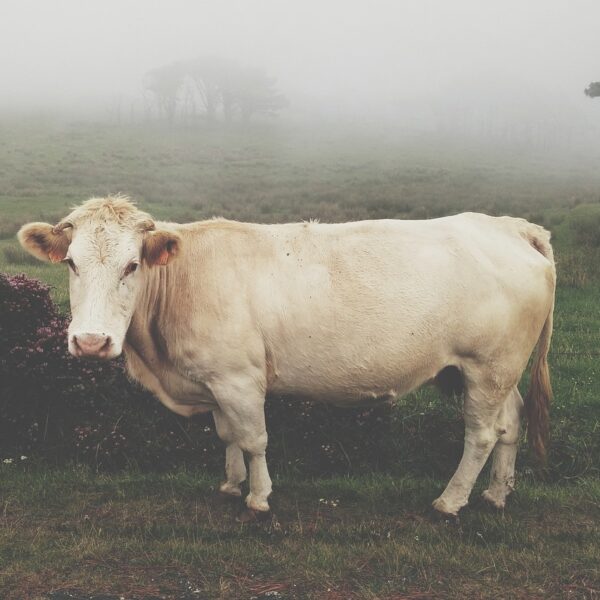 Mistero e leggenda della mucca fantasma