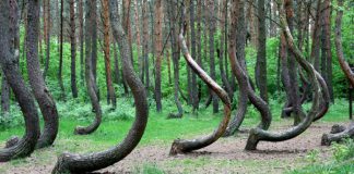 Il segreto della misteriosa foresta di crooked