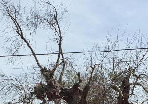 Tar respinge gli abbattimenti degli ulivi in Salento