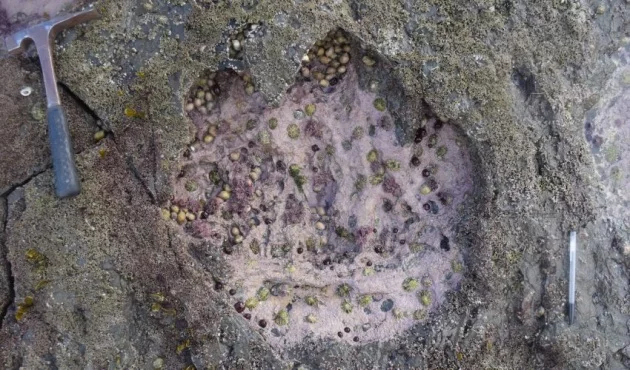 Trovate in Scozia enormi impronte di dinosauro