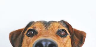 Diabete: l'olfatto dei cani avverte le crisi glicemiche