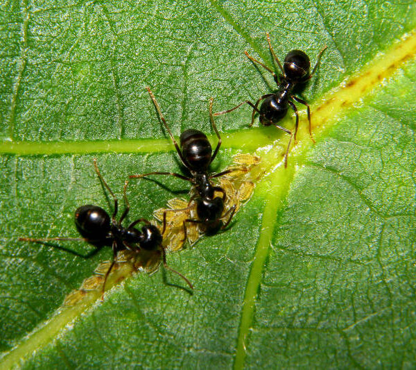 Formiche: ecco i rimedi per allontanarle