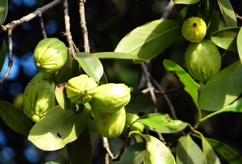 La Garcinia Cambogia fa dimagrire? Favole e verità