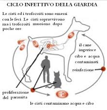 I parassiti intestinali dei cani - 2a parte