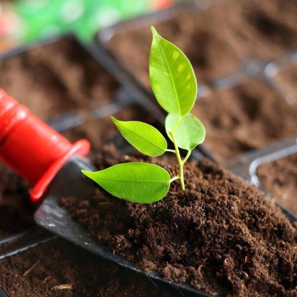 Roma è pronta per il Guerrilla Gardening