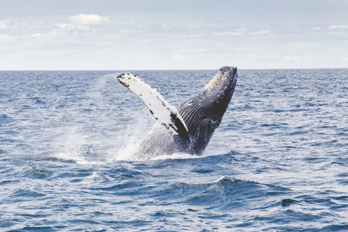 Giappone: riapre la caccia alle balene dopo 31 anni