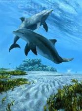 I delfini parlano davvero? La scienza dice di sì