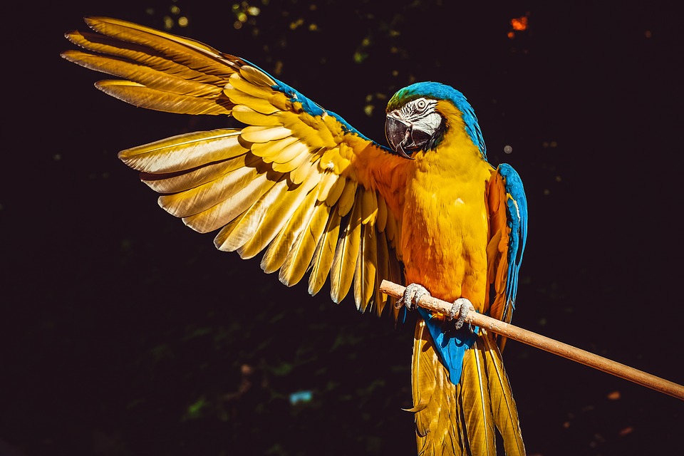 immagine animale più bello del mondo il pappagallo