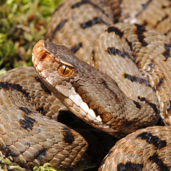 36enne va in choc anafilattico dopo morso di un serpente