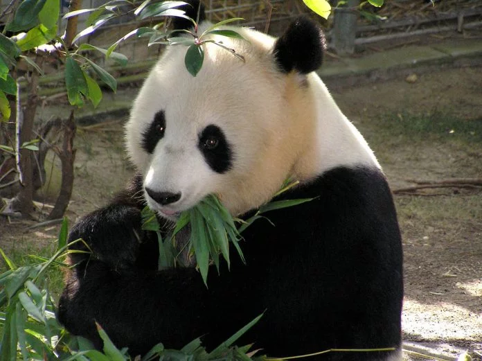 Nata in Malesia la cucciola di panda Yi Yi