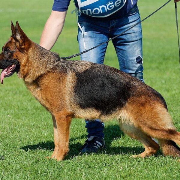 Pastore tedesco: caratteristiche