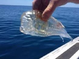 Incredibile ritrovamento: Il pesce trasparente