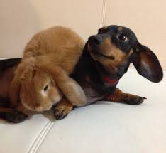 Per combattere gli abbandoni l'America vieta la vendita di cuccioli di pet nei negozi per animali: e l'Italia cosa fa?