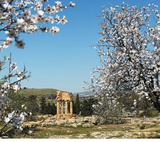 “Sagra del mandorlo in fiore”: momento di raccogliomento e speranza per le varie etnie