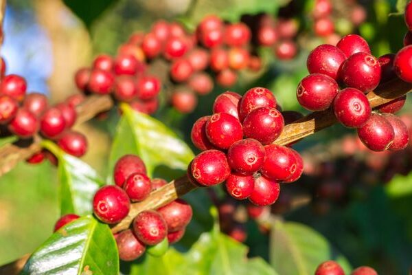 La schisandra: pianta originaria della russia e della cina